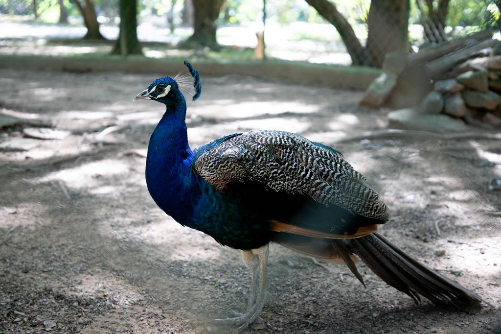 Pavão do Parque Dom José: Aposentadoria Compulsória e Novo Lar em Barueri